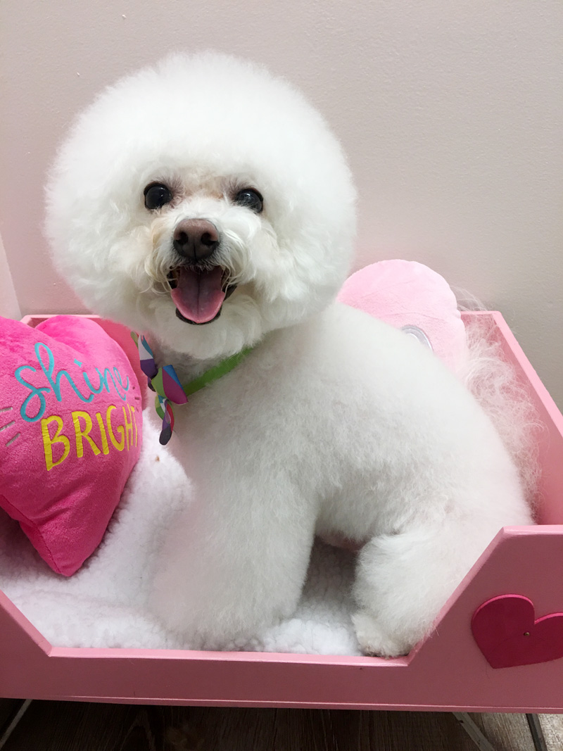 posh-pet-salon