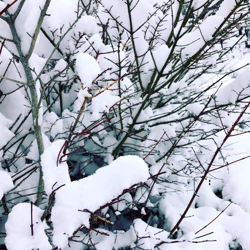 snow-day-02-04-2019-6
