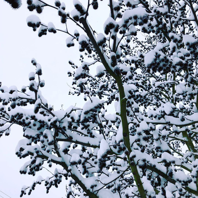snow-day-02-04-2019-7