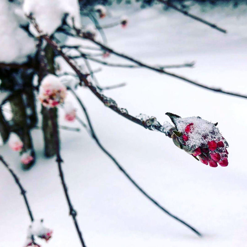 snow-day-02-04-2019-8