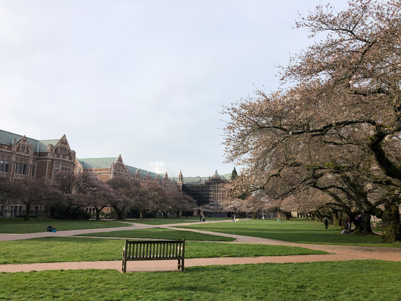uw-sakura-03-23-2019-2