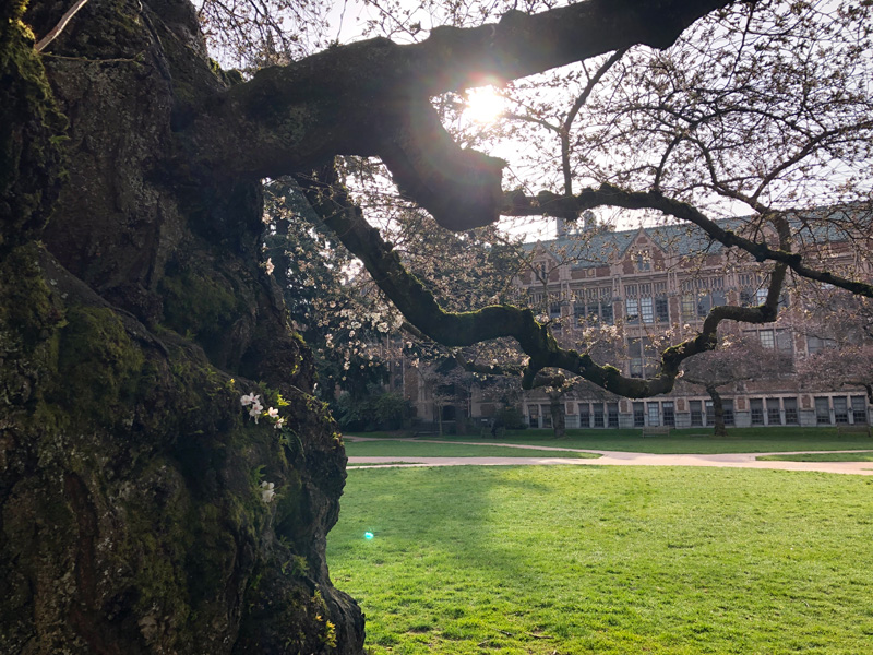 uw-sakura-03-23-2019-7
