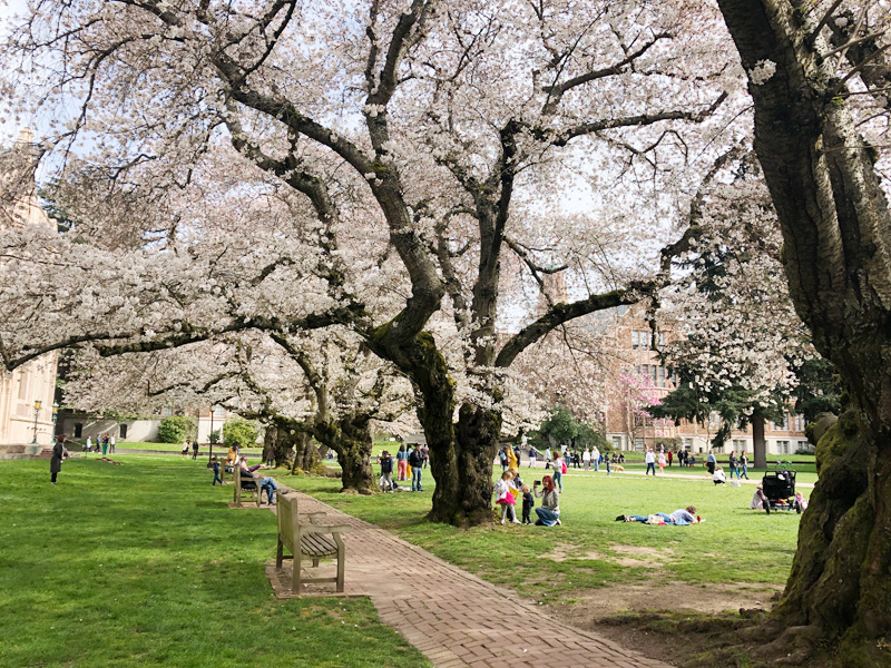 uw-sakura-03-26-2019-7