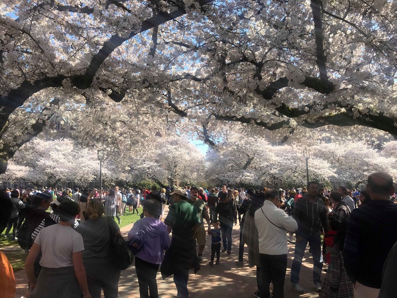 uw-sakura-03-30-5