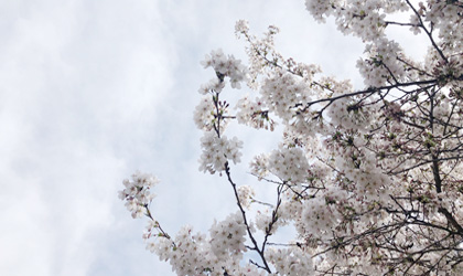 uw-sakura-420