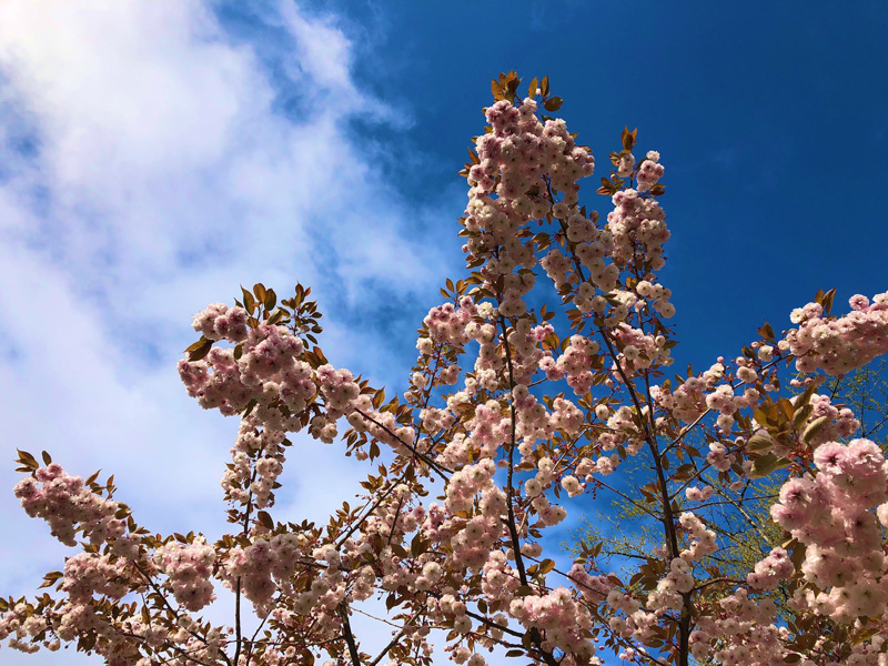 seattle-spring-04-2019-1