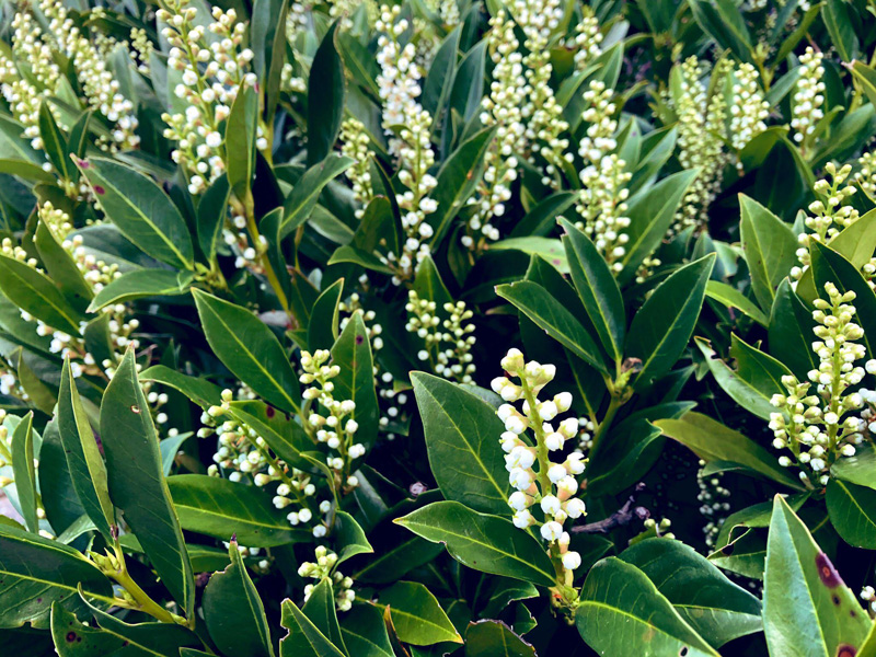 seattle-spring-04-2019-3