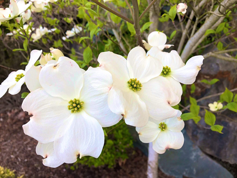 seattle-spring-04-2019-4