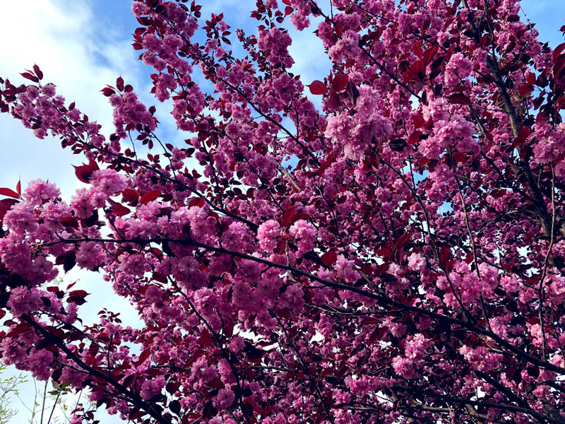 seattle-spring-04-2019-5