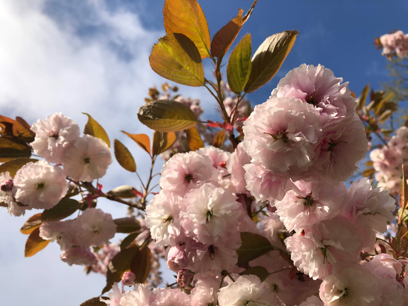 seattle-spring-04-2019-6