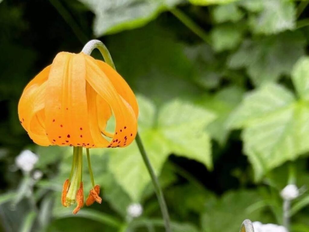 Orange lily bloom with curved petals and red spots, hanging downward in a green garden setting.