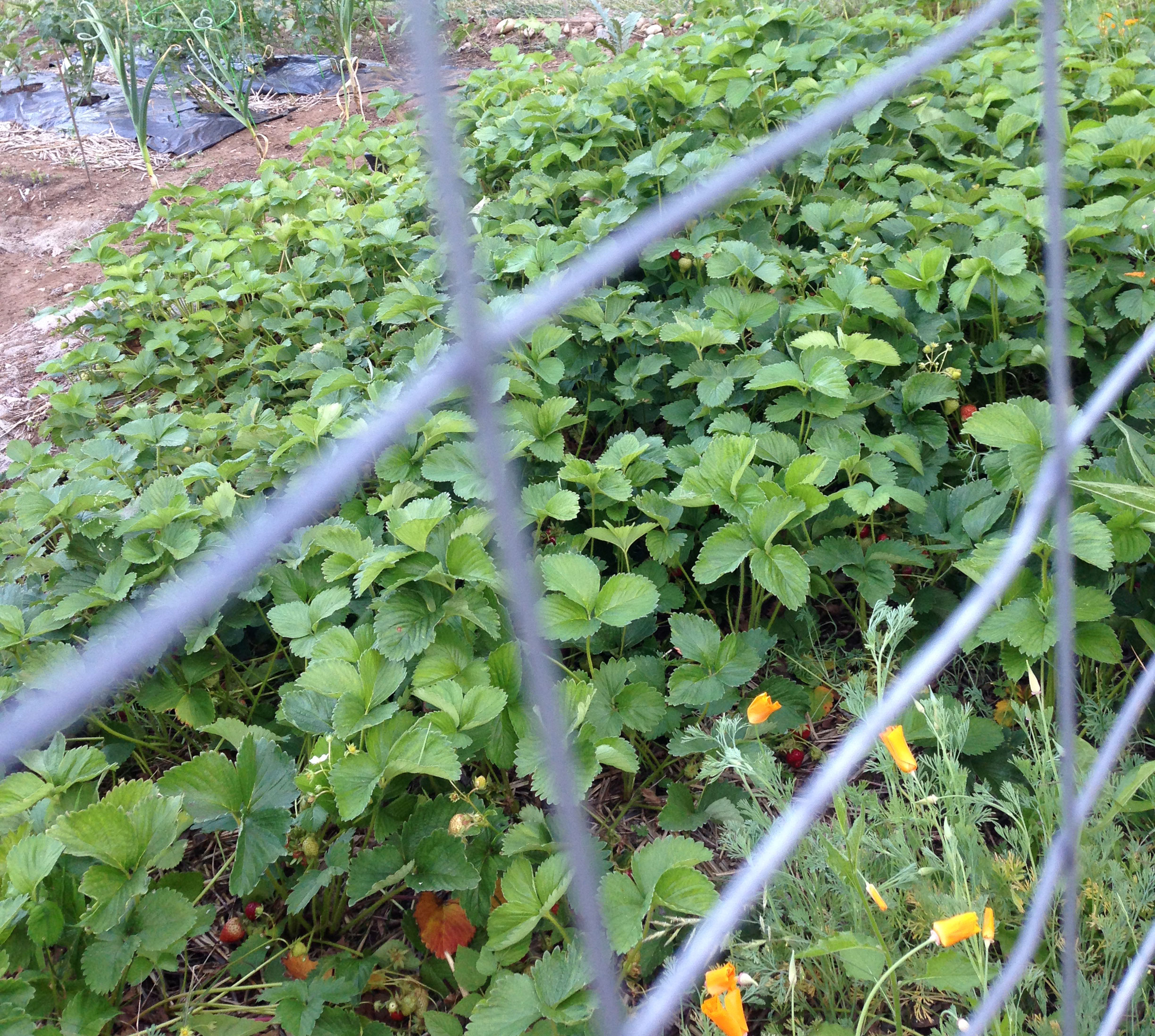 gardening-strawberries-1