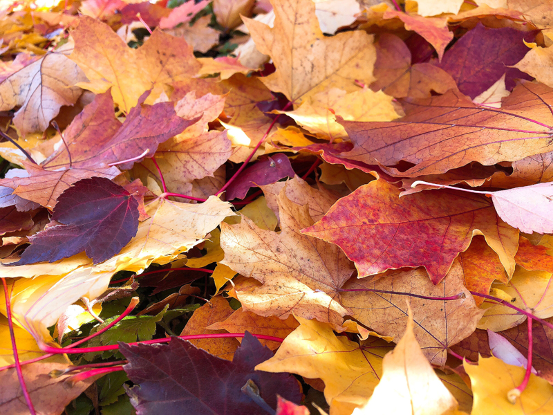 autumn-colors-2
