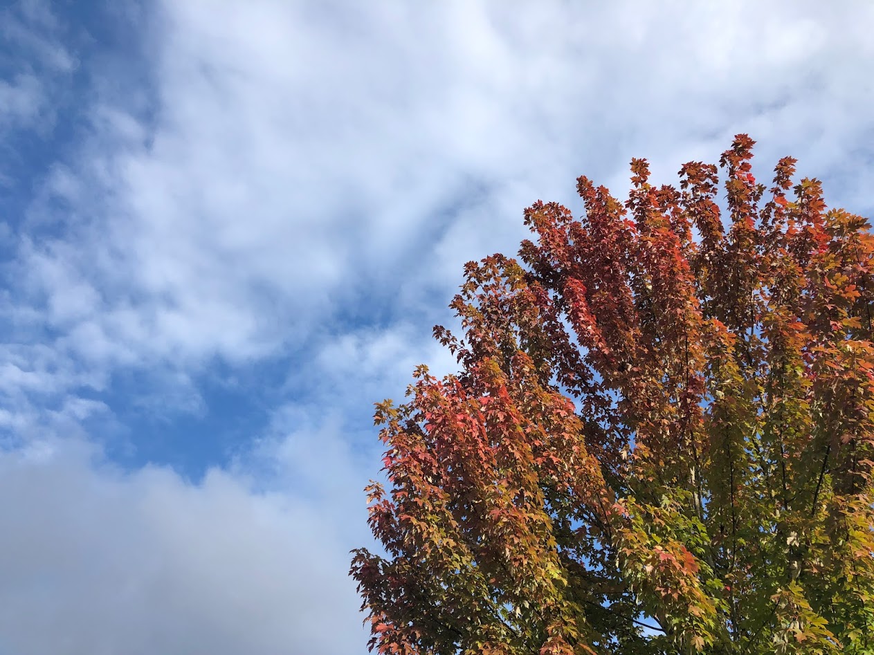 autumn-colors-3