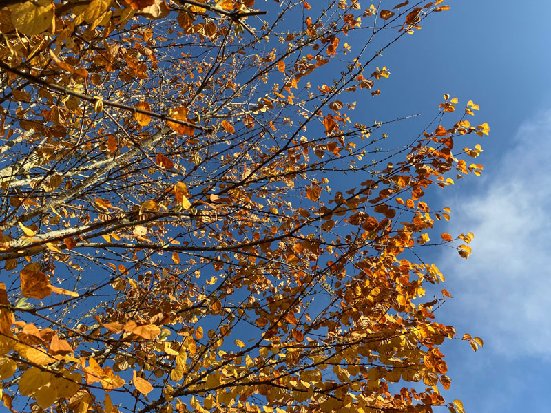 autumn-colors-4