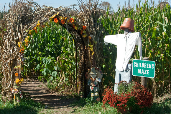 corn-maze-1