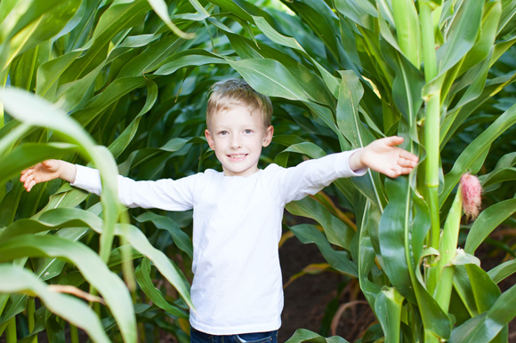 corn-maze-3