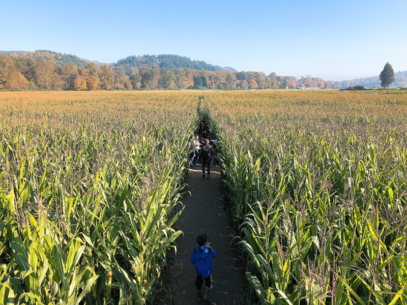 corn-maze-4