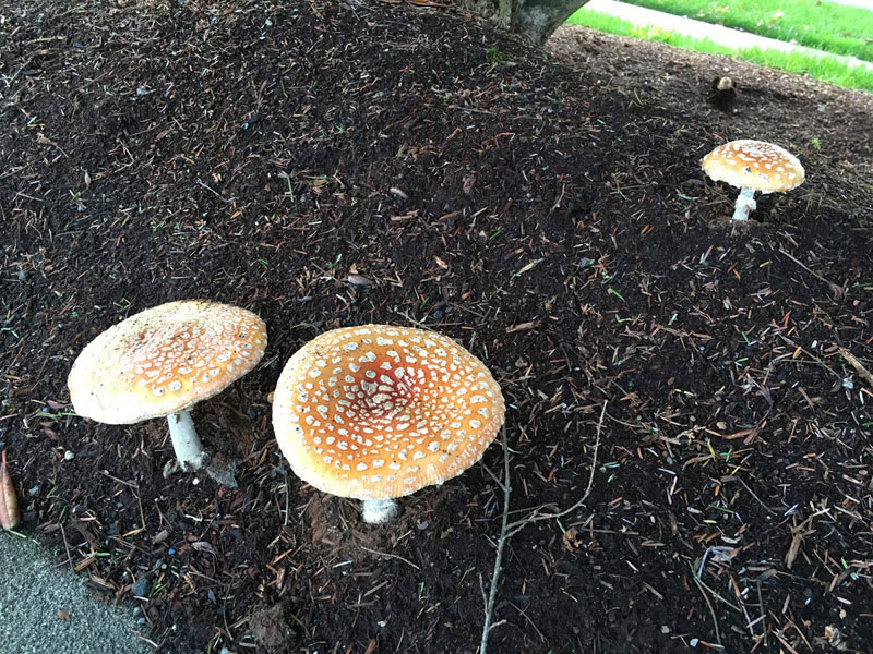 wild-mushrooms-1