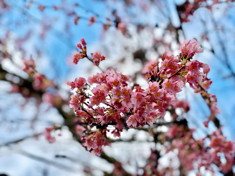 ume-1