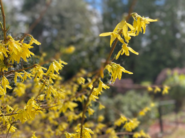 第40回 肌寒い早春に元気づけてくれる低花木 レンギョウ Forsythia Junglecity Com