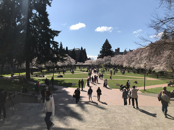 ワシントン大学のソメイヨシノ