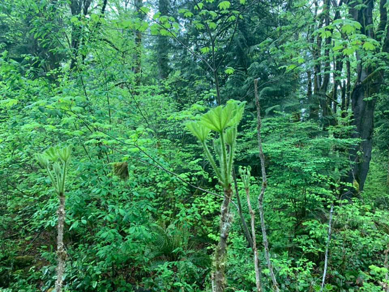 mitsuoka-redmond-watershed-preserve-2 - junglecity.com