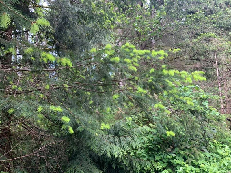 mitsuoka-spruce-stick-1