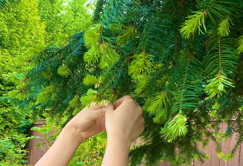 spruce-tips-1