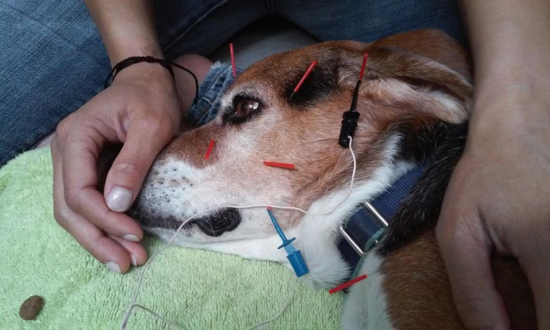 動物のリハビリテーション