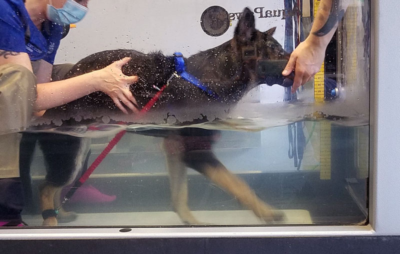 動物のリハビリテーション