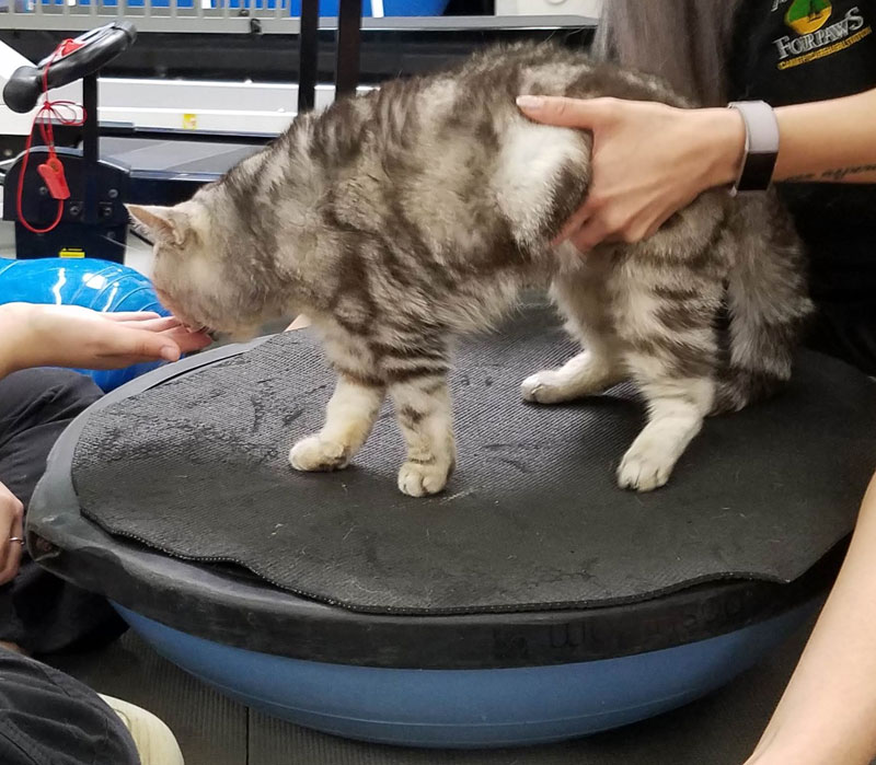 動物のリハビリテーション