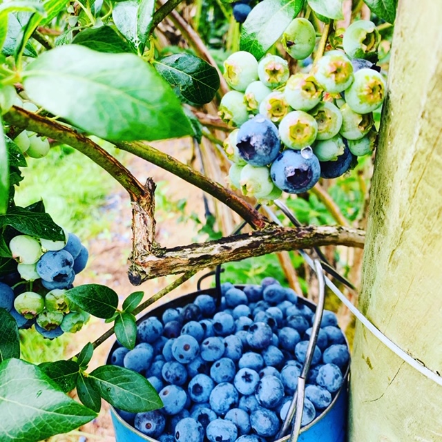eiko-blueberry-2