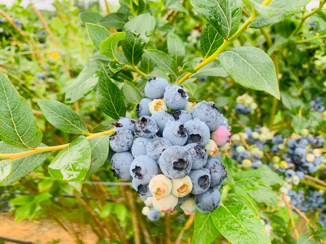 eiko-blueberry-4