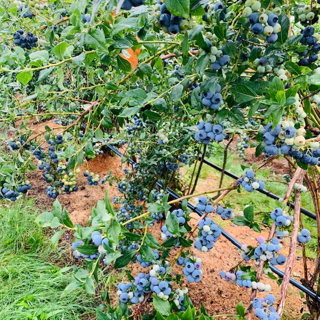 eiko-blueberry-6