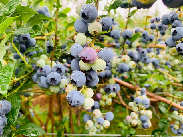 eiko-blueberry-7