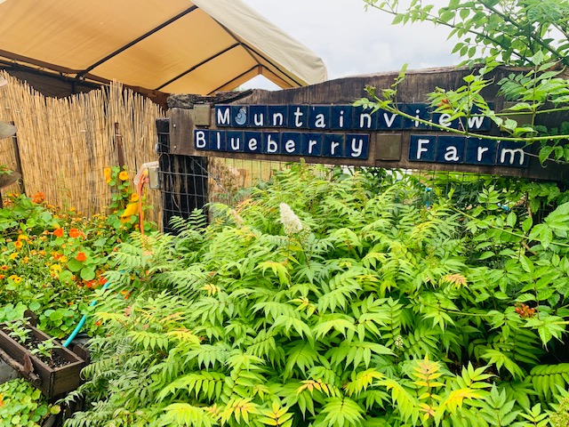 eiko-blueberry-8