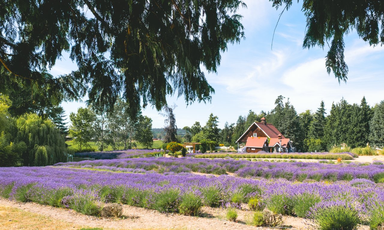 purple-haze-lavender-farm