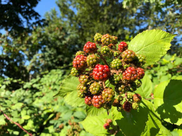 blackberry-2