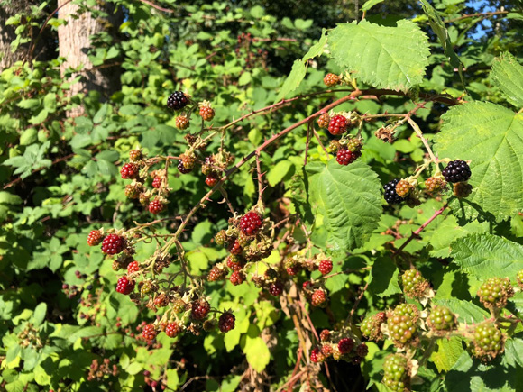 blackberry-4