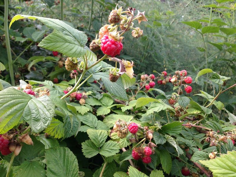blackberry-7