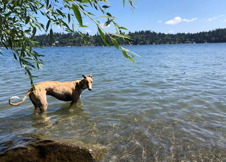Luther Burbank dog park