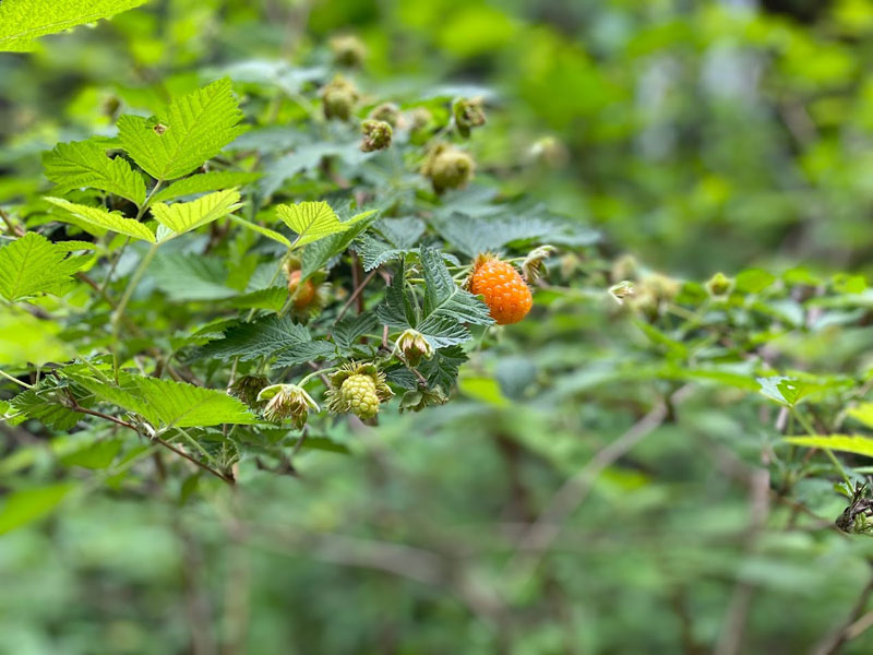 salmon-berry-1