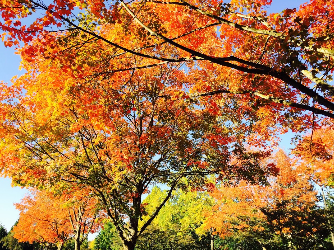 autumn-colors-7