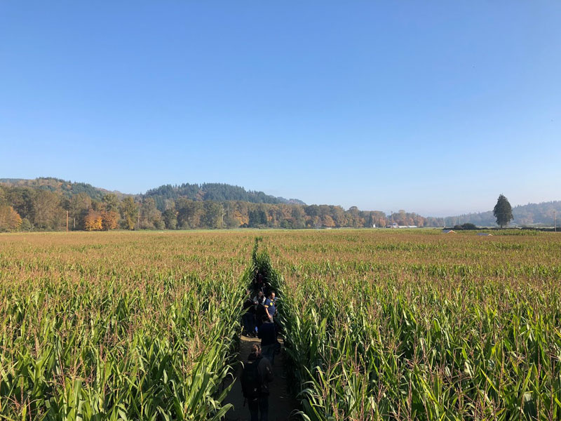 corn-maze-6