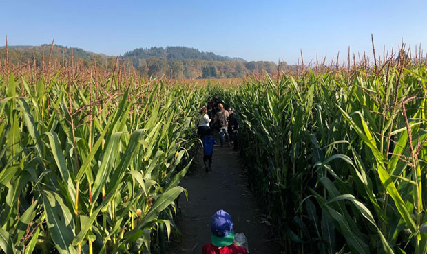 corn-maze-620