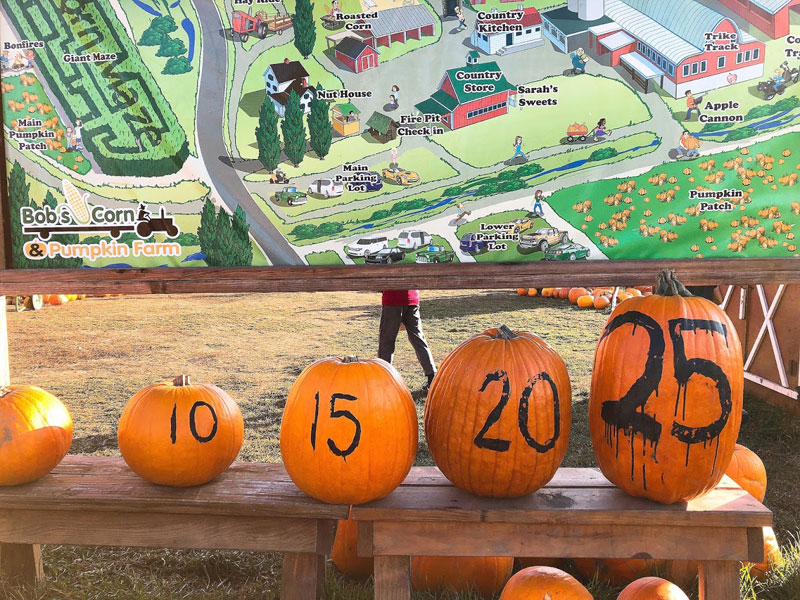 pumpkin-patch-13
