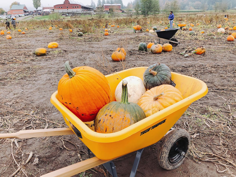 pumpkin-patch-14