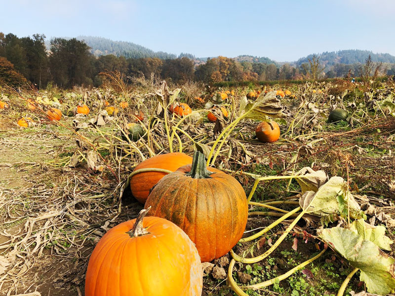 pumpkin-patch-16