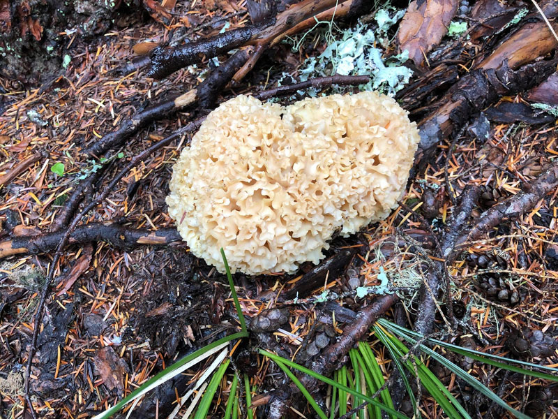 きのこ狩り